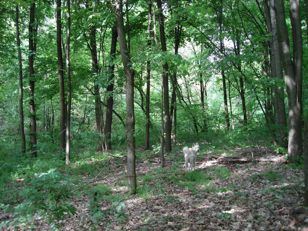 Мліїв з panoramio.com - Млиев