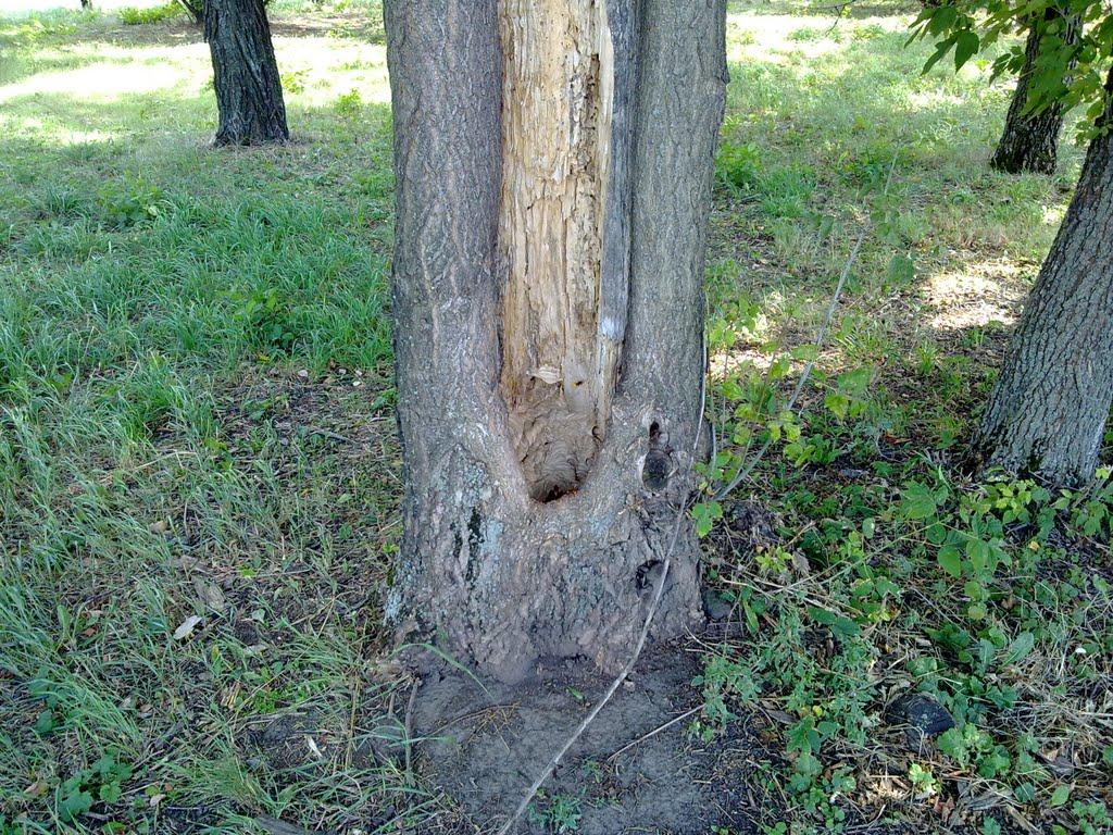 Кам'яне Поле з panoramio.com - Кам'яне Поле