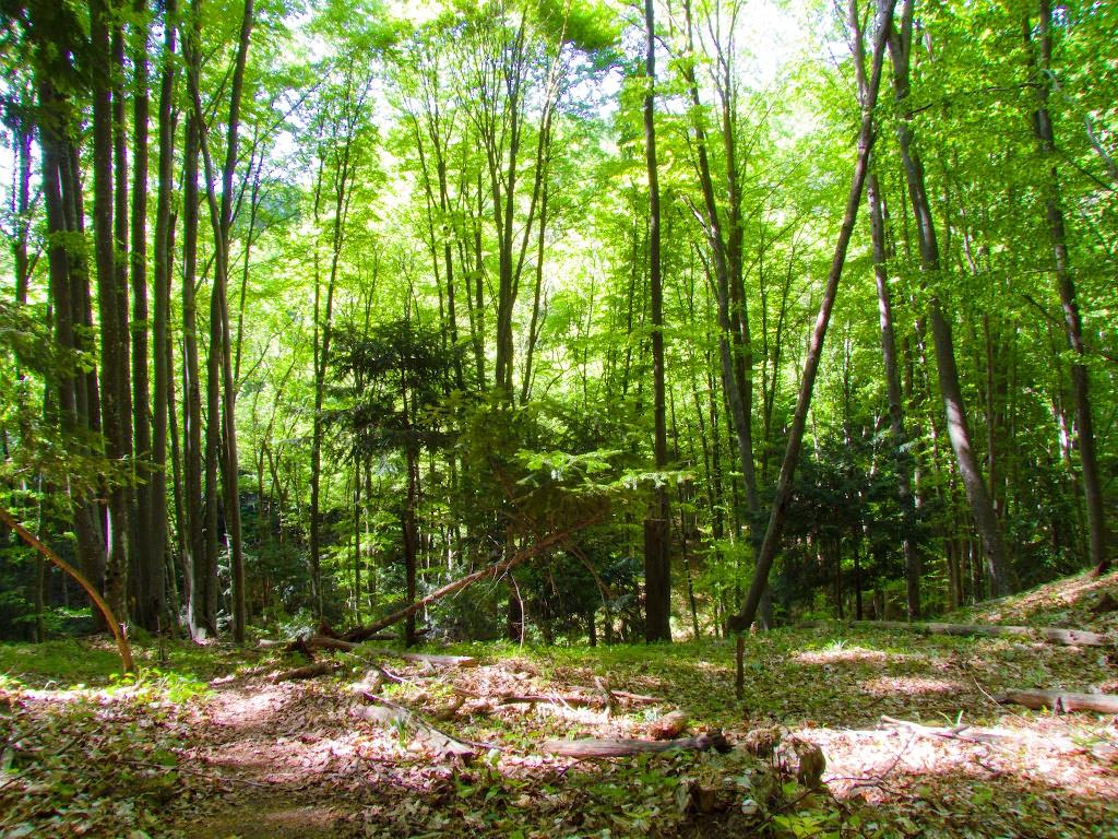 Багата Ущелина з panoramio.com - Багата Ущелина