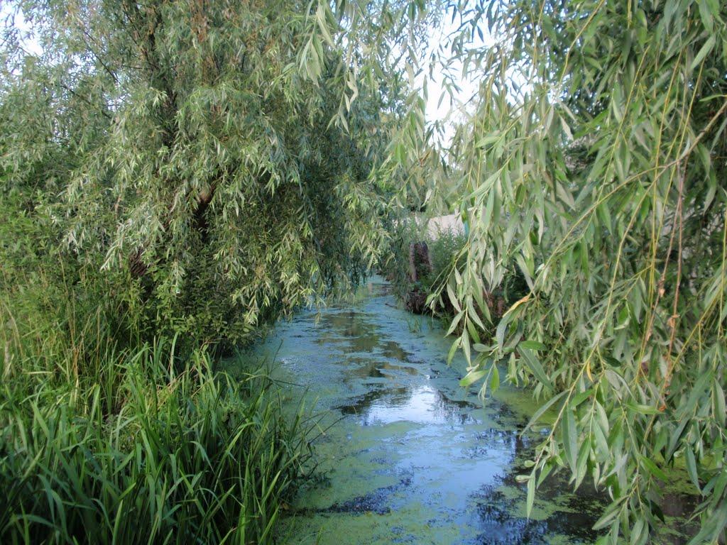 Вилкове з panoramio.com (ч.2) - Вилкове