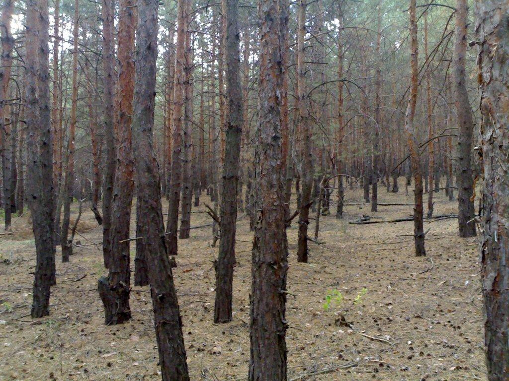 Світловодськ з panoramio.com (ч.2) - Светловодск