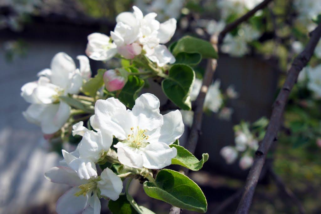 Оленівка з panoramio.com - Оленівка