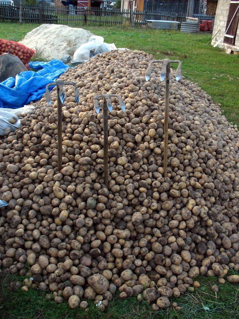 Адамчуки з panoramio.com - Адамчуки