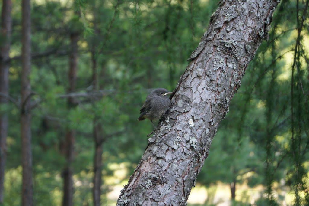 Лісники з panoramio.com - Лісники