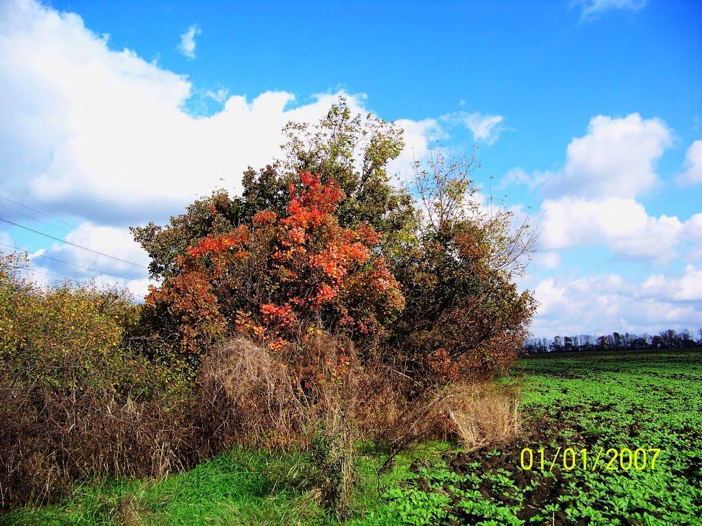 Широка Дача з panoramio.com - Широка Дача