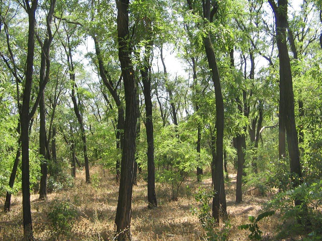 Приморське з panoramio.com - Приморское