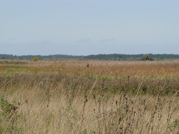 Горошине з panoramio.com - Горошине