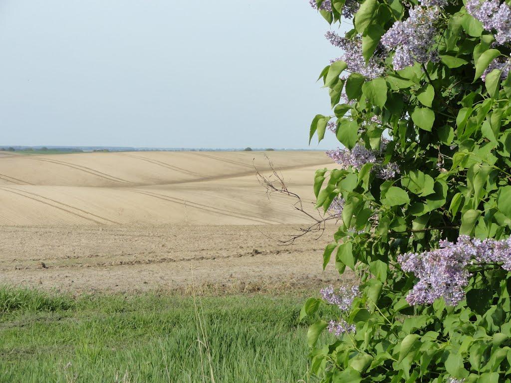 Буяни з panoramio.com - Буяни