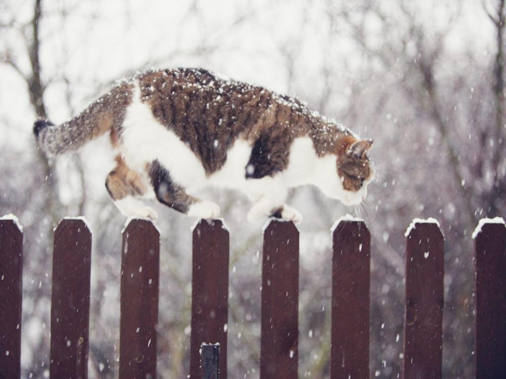 Писарівка з panoramio.com - Писарівка