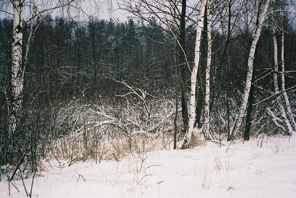 Новоугрузьке з panoramio.com - Новоугрузское