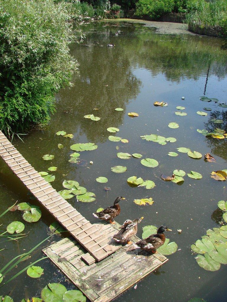 Вилкове з panoramio.com (ч.2) - Вилкове