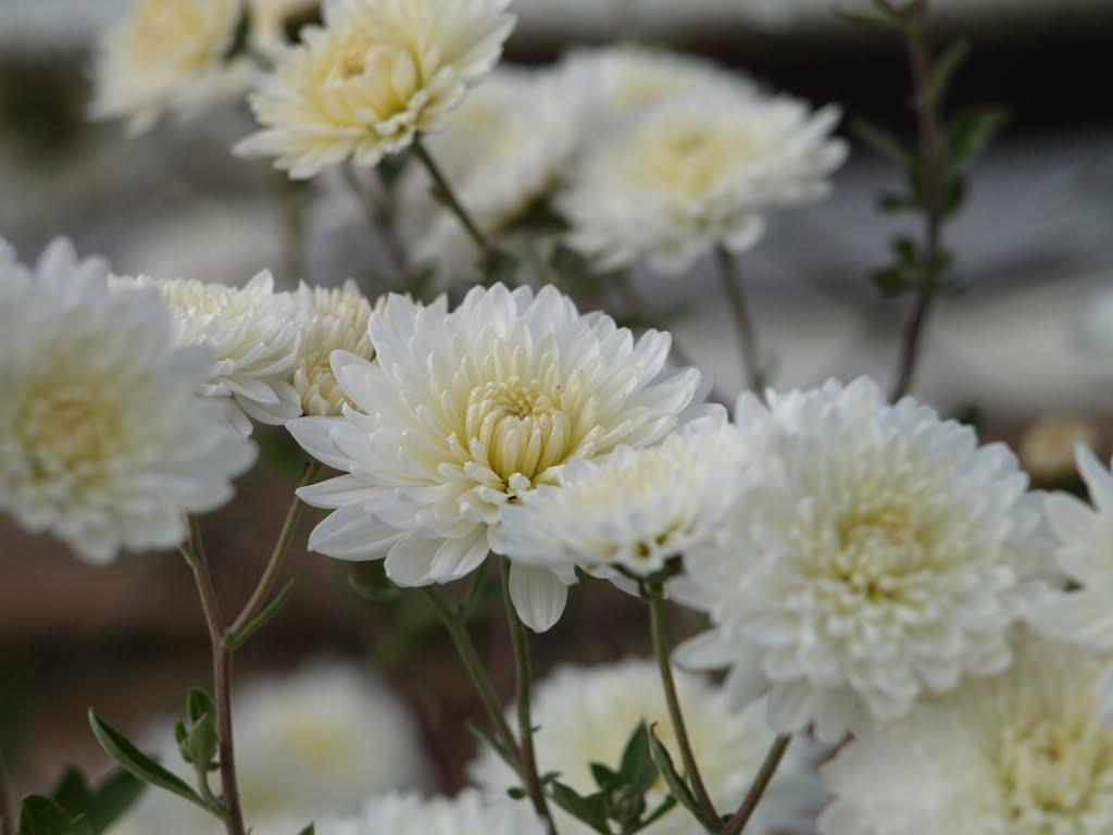 Стримба з panoramio.com - Стримба