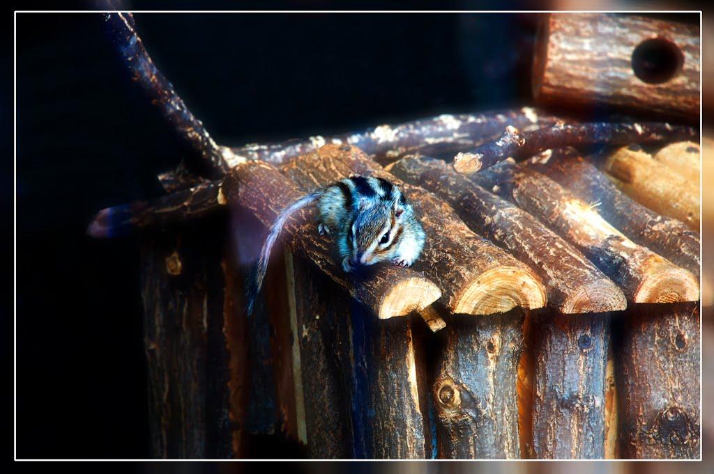 Ювілейне з panoramio.com - Юбилейное