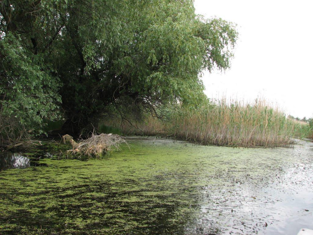 Яськи з panoramio.com - Яськи