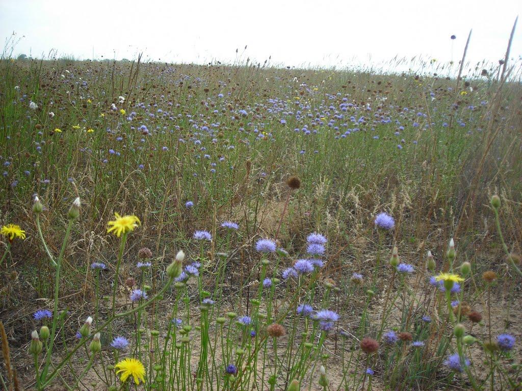 Покровка з panoramio.com - Покровка