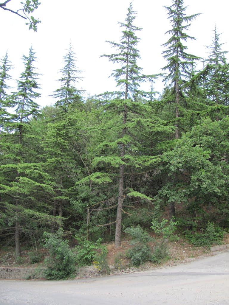 Лазурне з panoramio.com - Лазурное