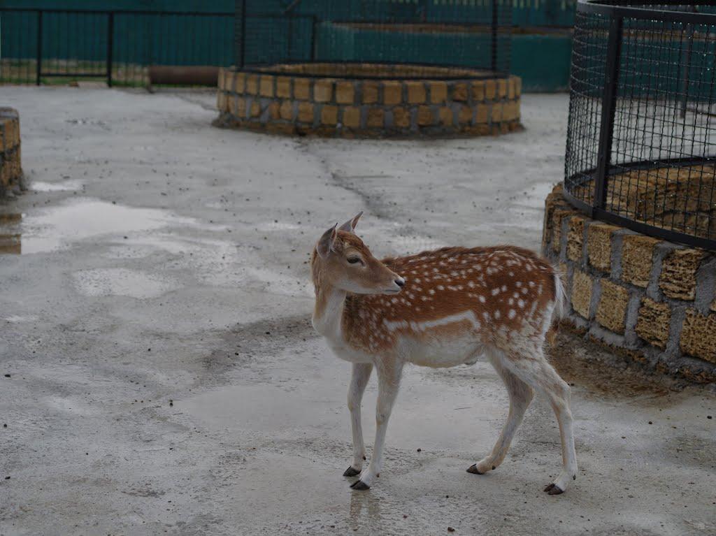 Білогірськ з panoramio.com - Білогірськ