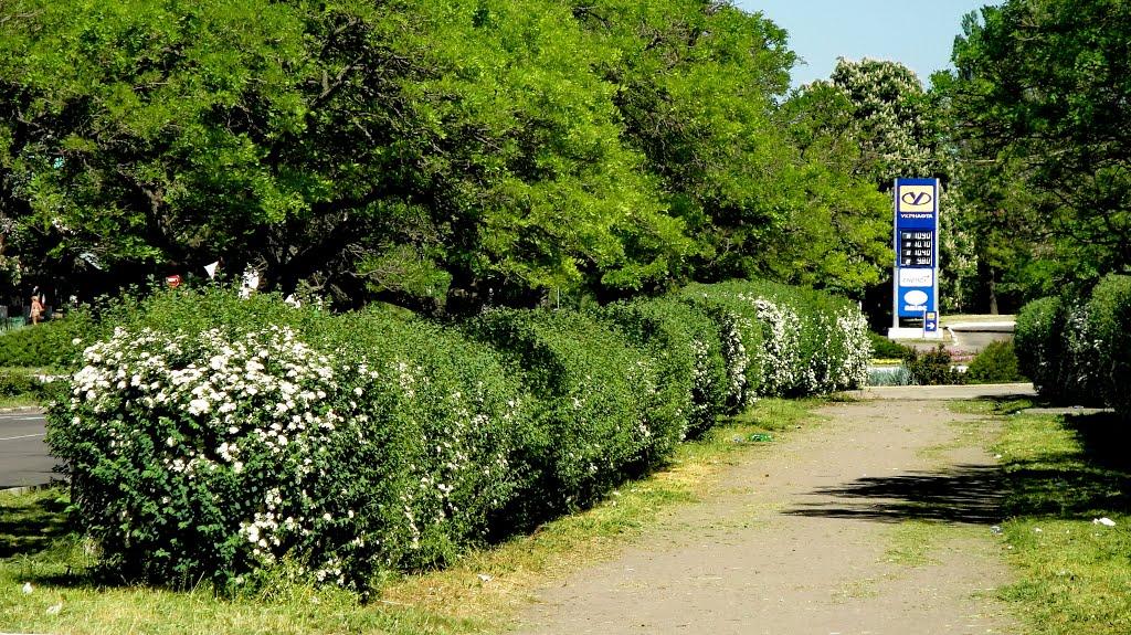 Нікополь з panoramio.com (ч.2) - Никополь