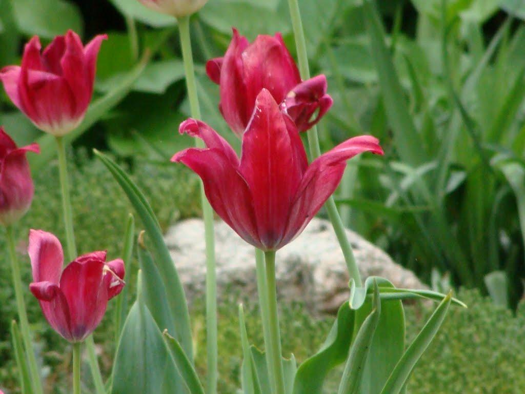 Смирнівка з panoramio.com - Смирнівка