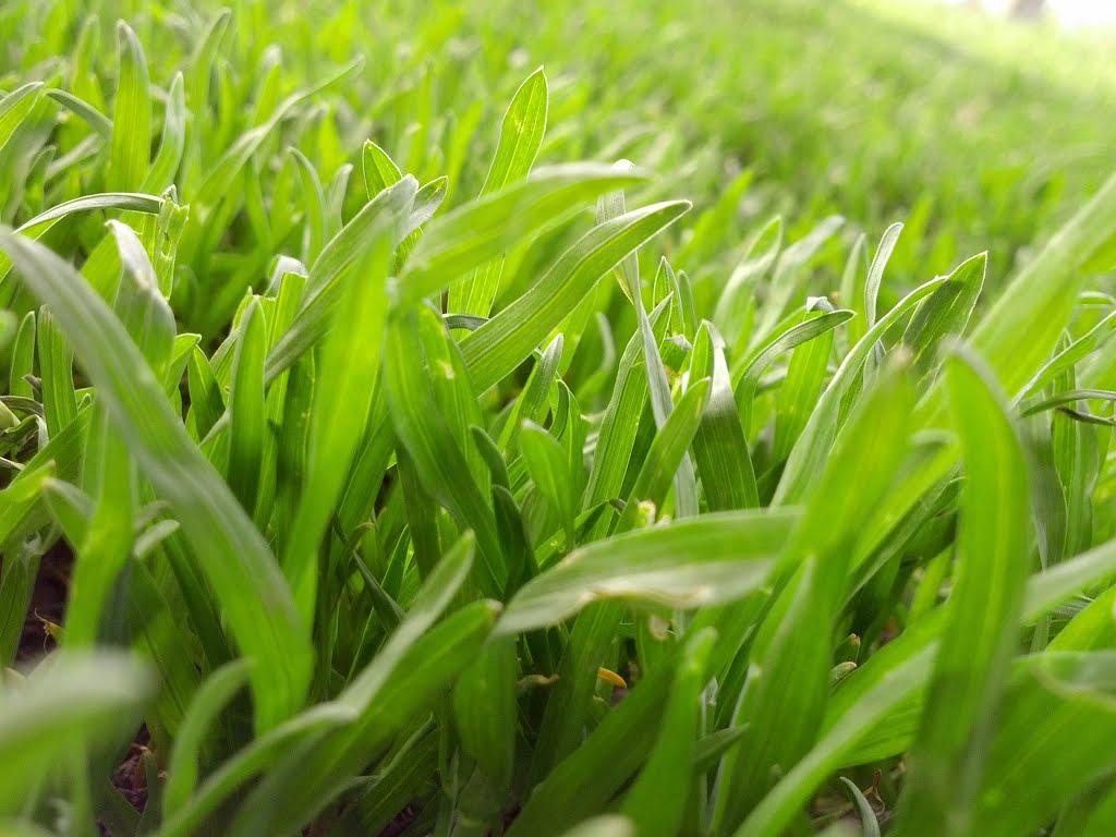 Перегонівка з panoramio.com - Перегонівка