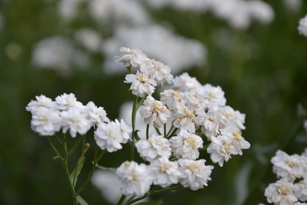 Смиківці з panoramio.com - Смиківці