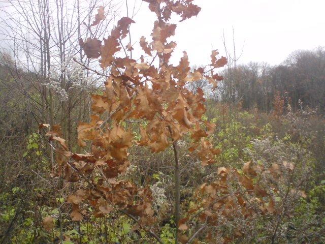 Микільське з panoramio.com - Никольское