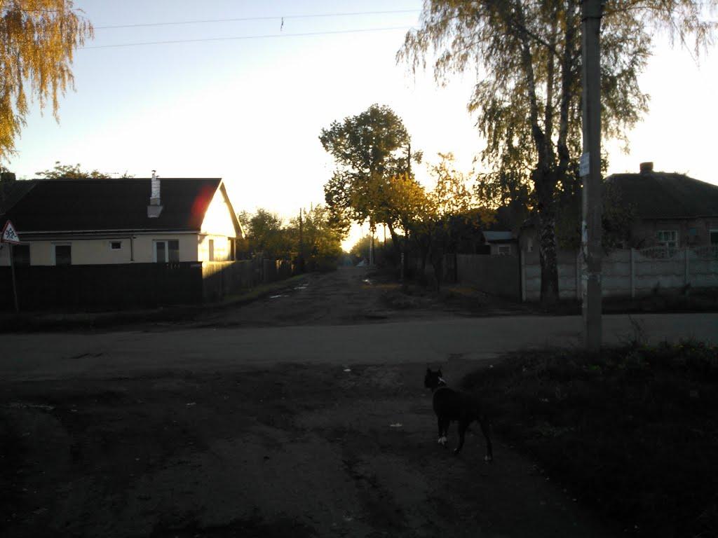 Покотилівка з panoramio.com - Покотилівка