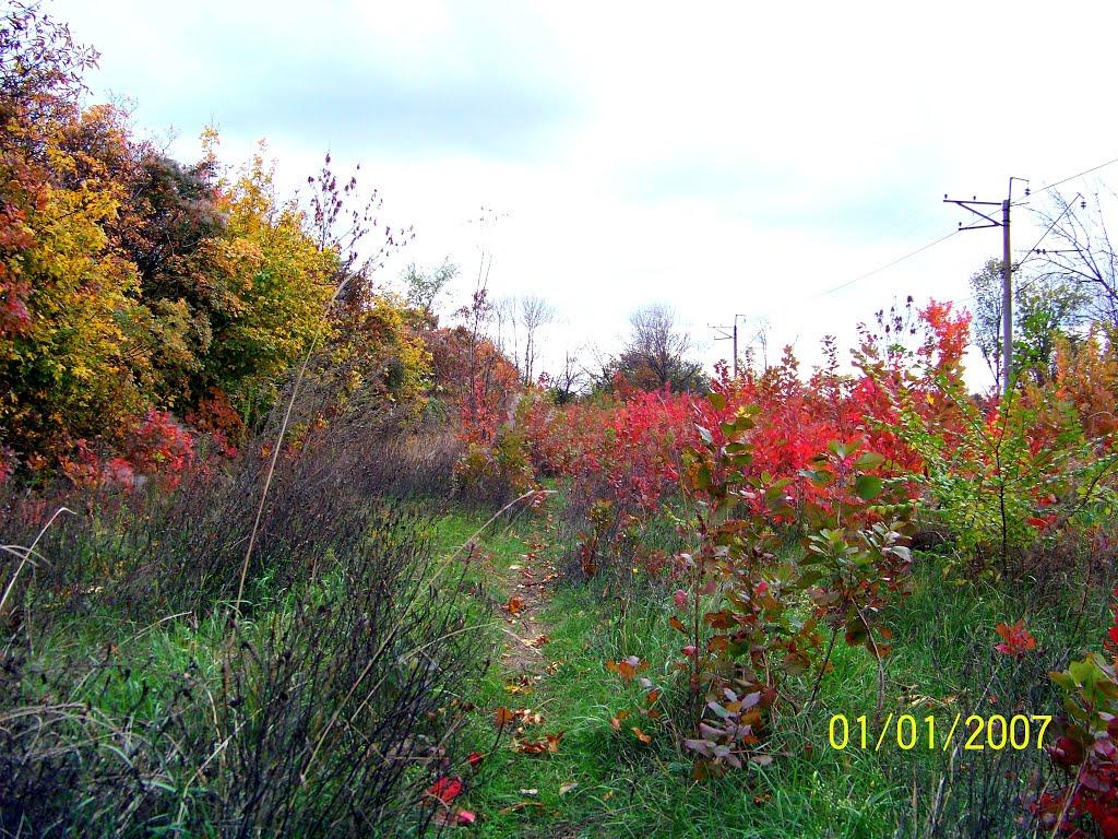 Широка Дача з panoramio.com - Широка Дача