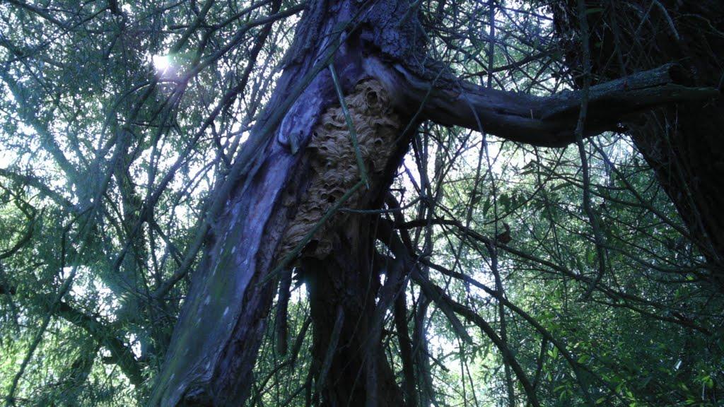 Яськи з panoramio.com - Яськи