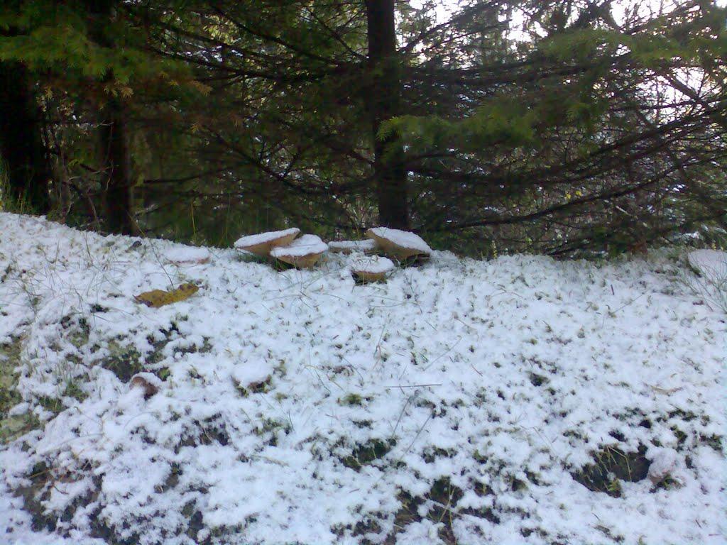 Поляківське з panoramio.com - Поляківське