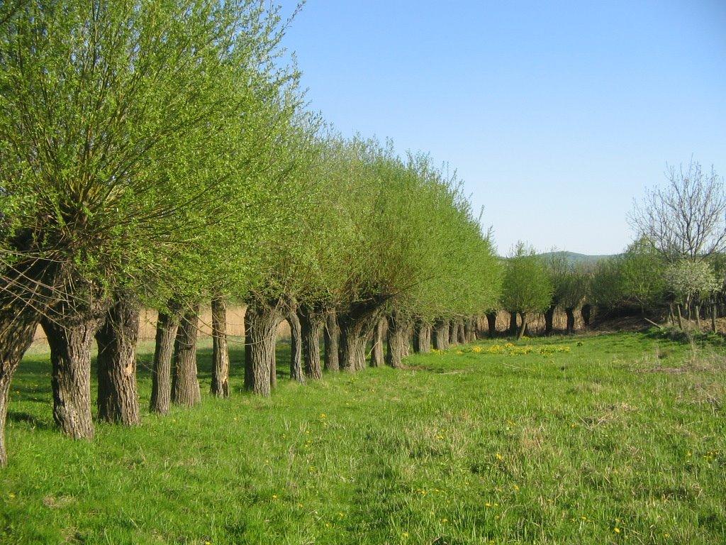 Тарасівці з panoramio.com - Tarasivtsi