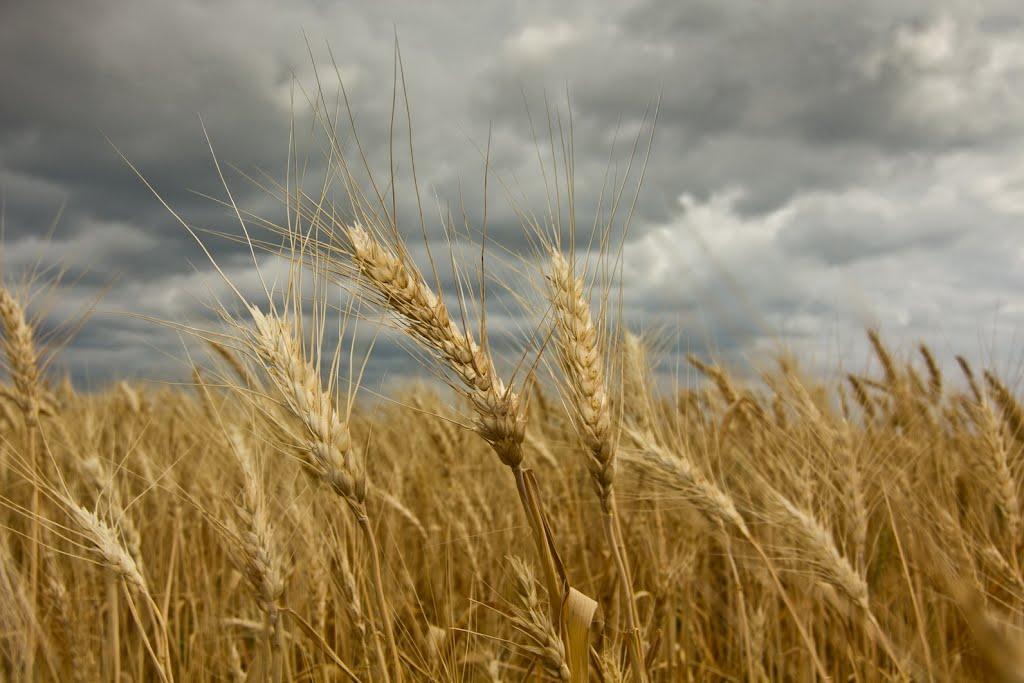 Красне з panoramio.com - Красне