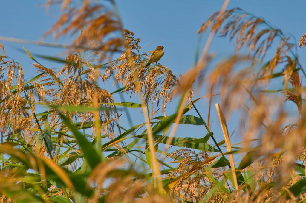 Хотімля з panoramio.com - Хотімля