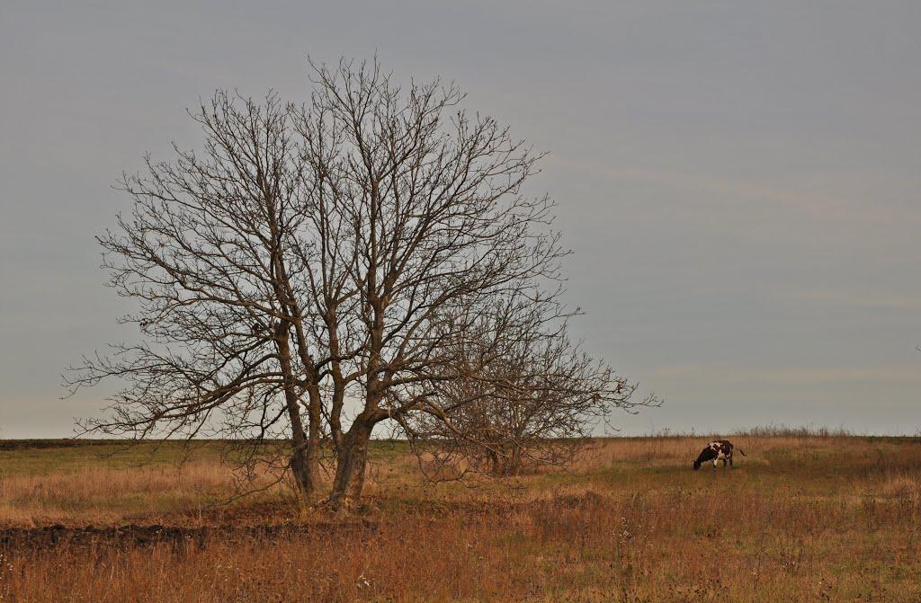 Загнітків з panoramio.com - Загнітків