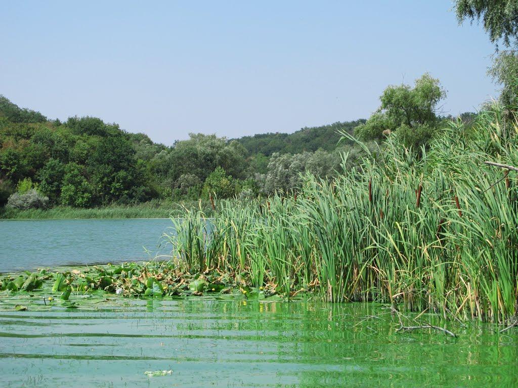 Кам'яно-Зубилівка з panoramio.com - Kamyano-Zubylivka