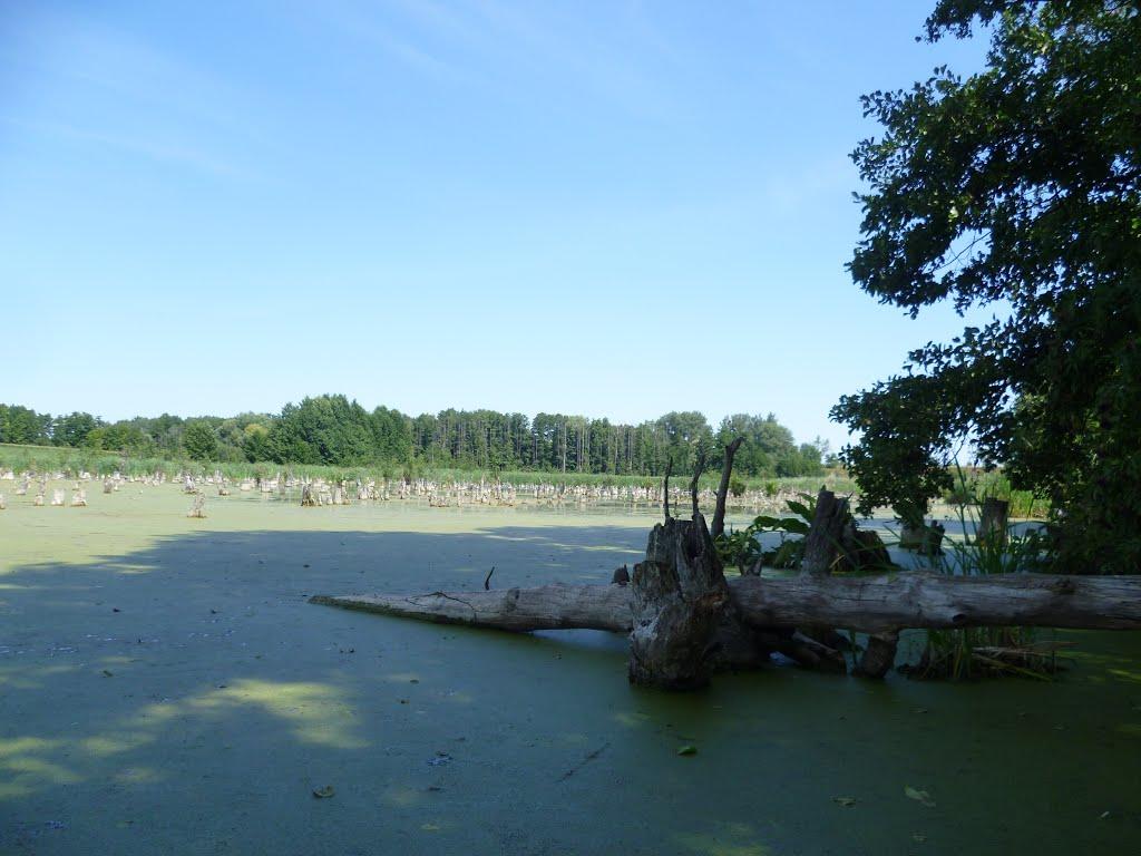 Устивиця з panoramio.com - Устивица