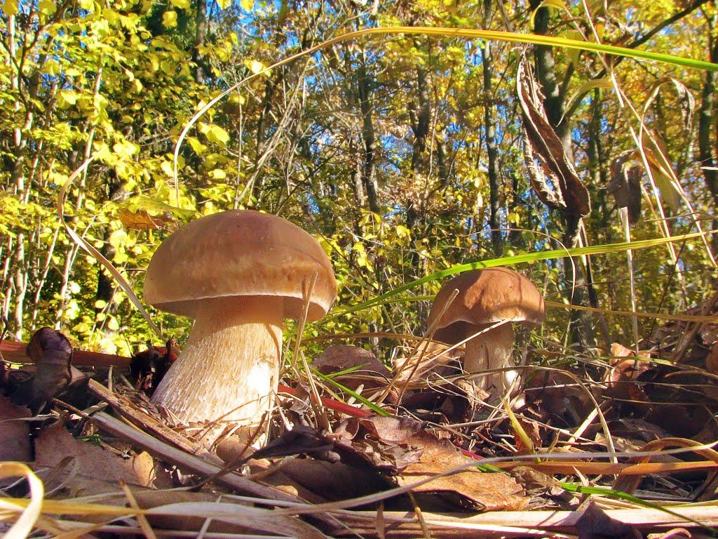 Яворівка з panoramio.com - Яворівка