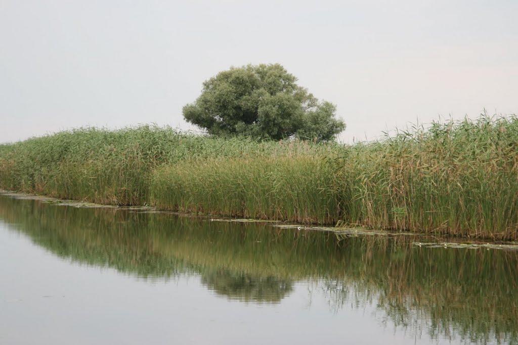 Старий Мохнач з panoramio.com - Старий Мохнач