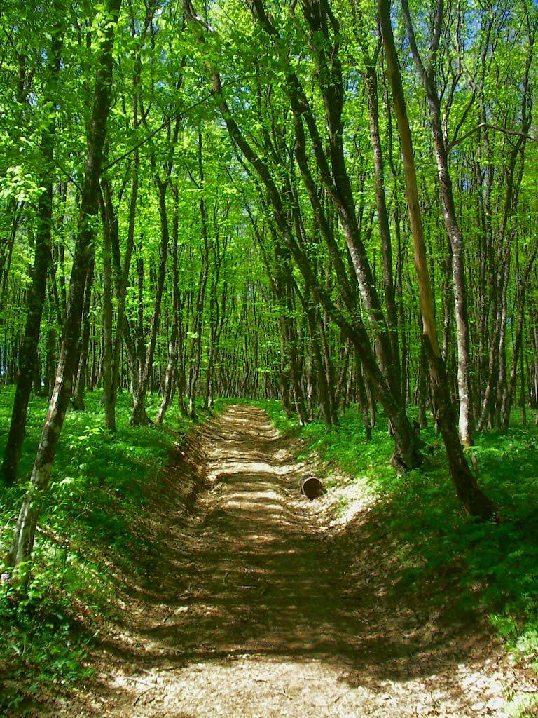 Чайковське з panoramio.com (ч.2) - Чайковське