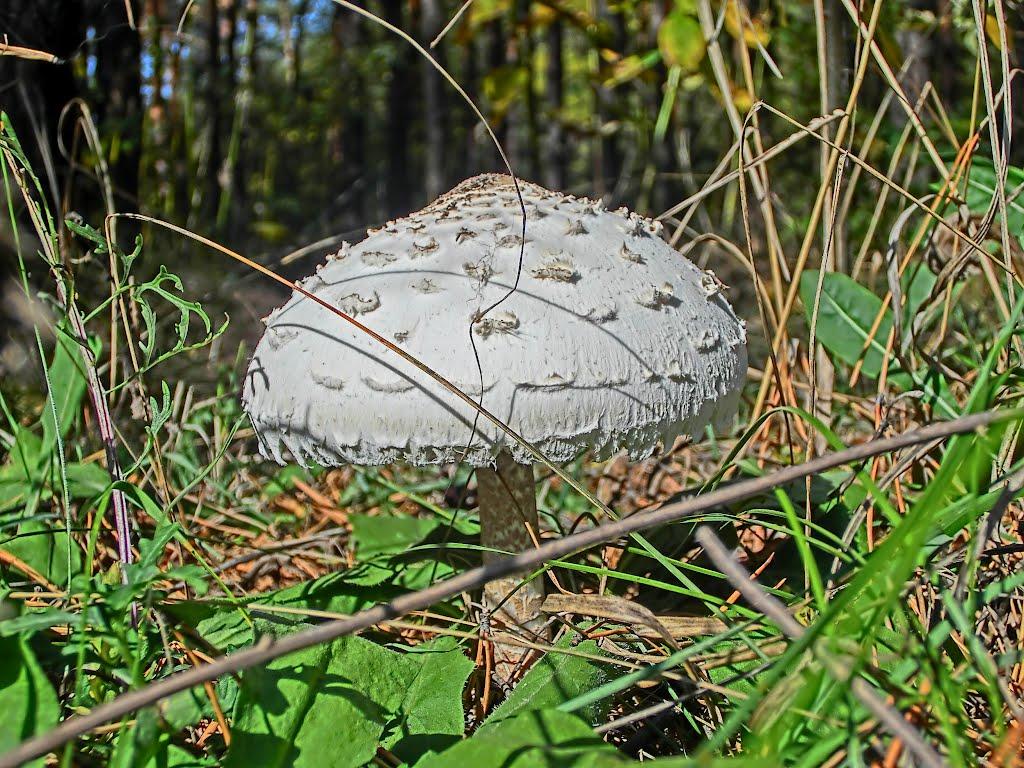 Олександро-Степанівка з panoramio.com - Олександро-Степанівка