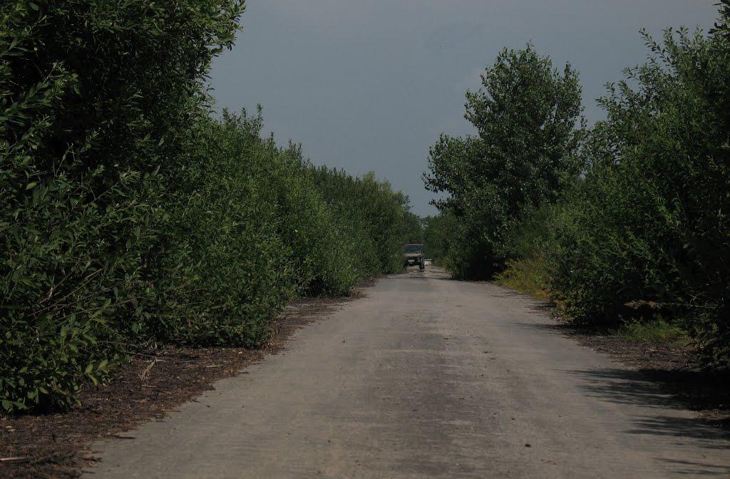 Соломоново з panoramio.com (ч.2) - Solomonovo