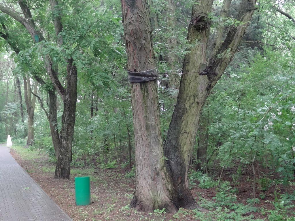 Асканія-Нова з panoramio.com - Асканія-Нова