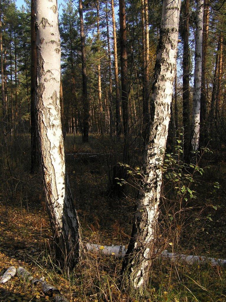 Ямпіль з panoramio.com - Ямполь