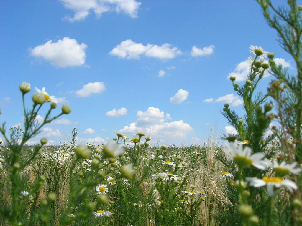 Новоселівка з panoramio.com - Novoselivka