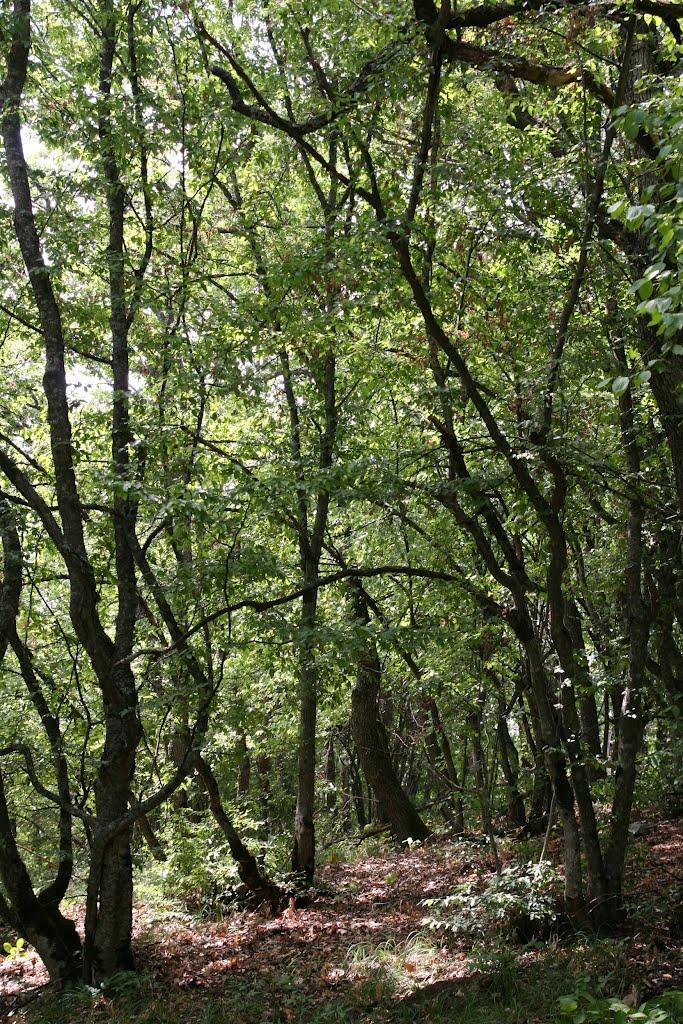 Научний з panoramio.com - Научный