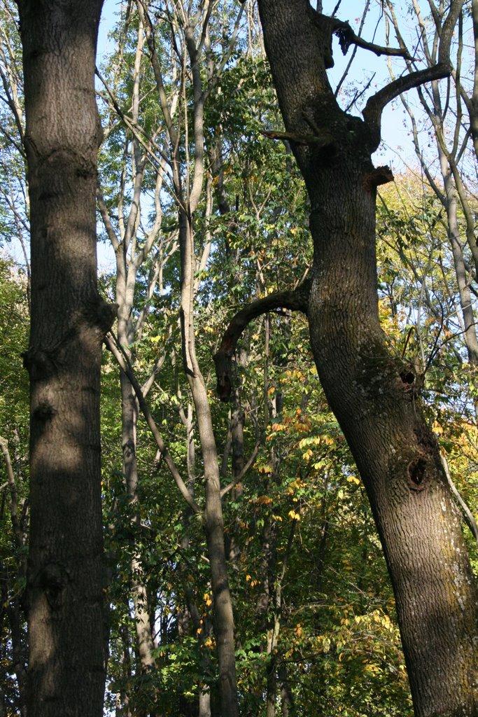 Антоніни з panoramio.com - Антоніни