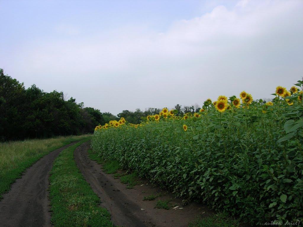 Новоселівка з panoramio.com - Новоселівка