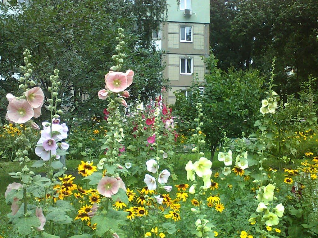 Петропавлівська Борщагівк з panoramio.com - Петропавловская Борщаговк