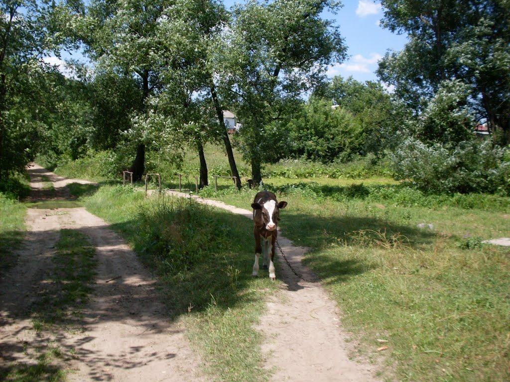 Леухи з panoramio.com - Леухи