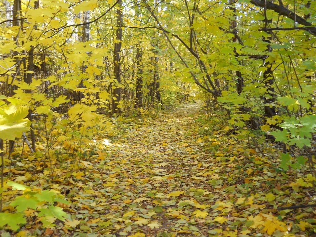 Глухів з panoramio.com - Глухів